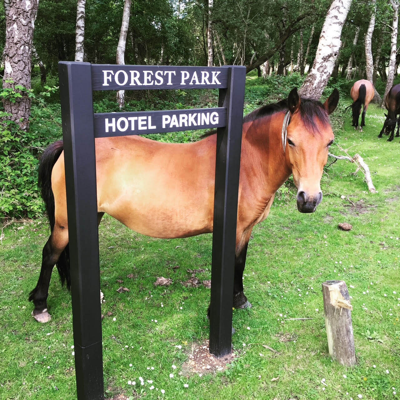 Brockenhurst New Forest