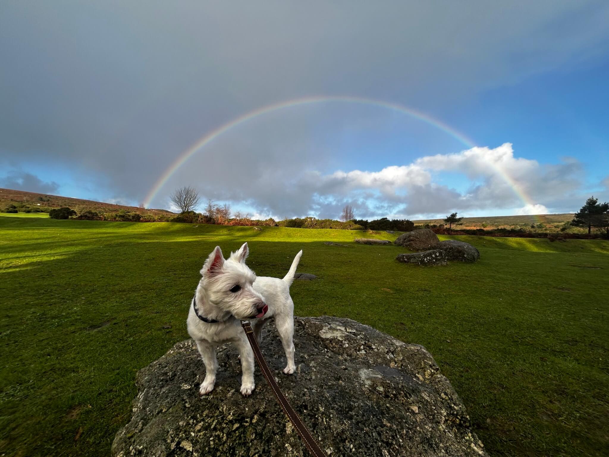 dog friendly pub and hotel scaled